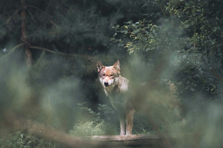 A wolf watching from the brush at the edge of the forest