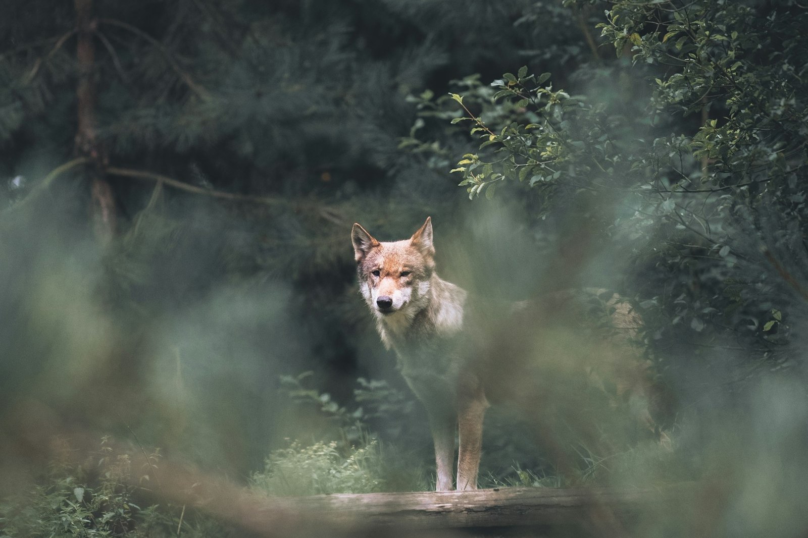 A wolf watching from the brush at the edge of the forest